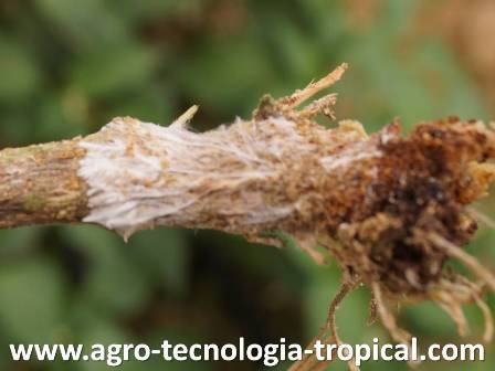 El esclerotium se controla con Trichoderma lignorum Mycostar WP Mycostar WP controla Sclerotium en pimentón